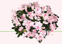 Azalea Rome Holiday house